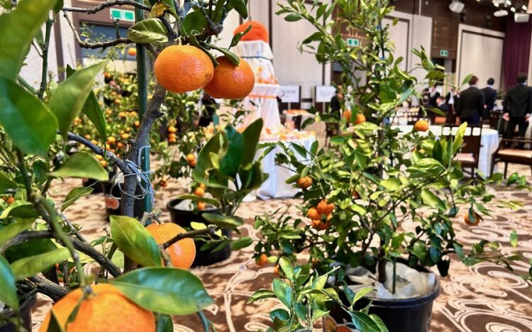 銀波荘でみかん狩り体験
