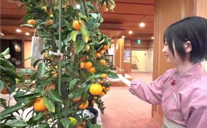 銀波荘でみかん狩り