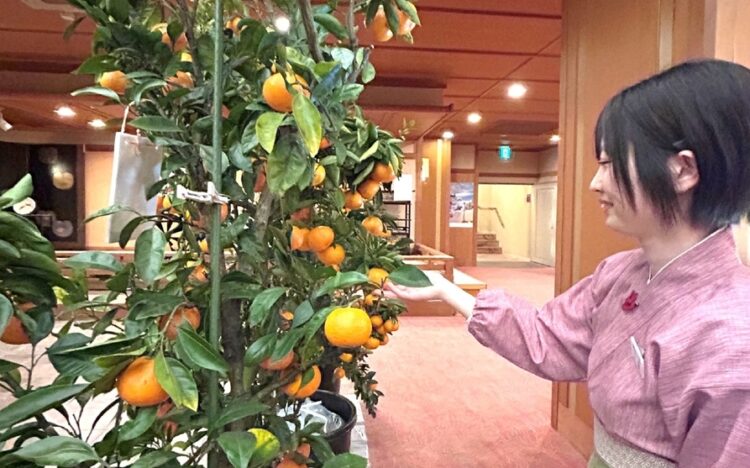 銀波荘でみかん狩り