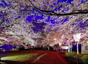 【4月4・5日開催】西浦園地 さくら祭り