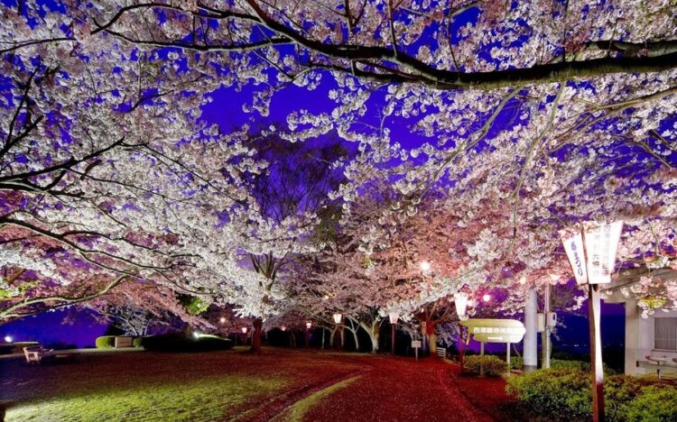 【4月4・5日開催】西浦園地 さくら祭り