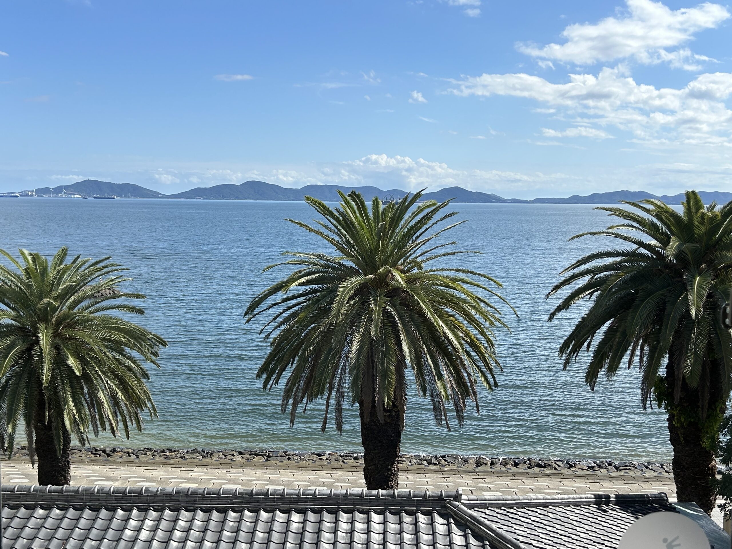 Ocean view through the palm trees, seen from the office